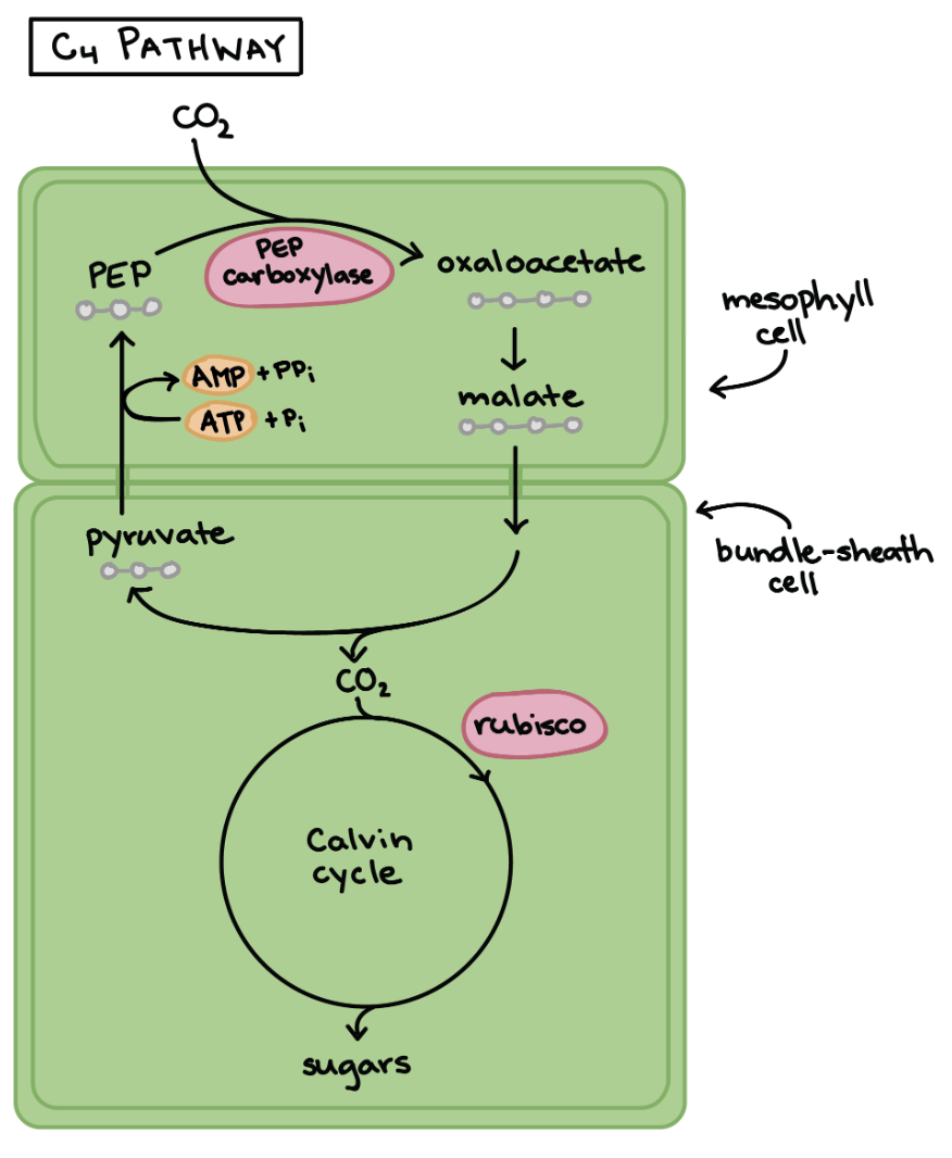 Figure 25.3. C4 photosynthetic pathway uses physical separation to reduce photorespiration.